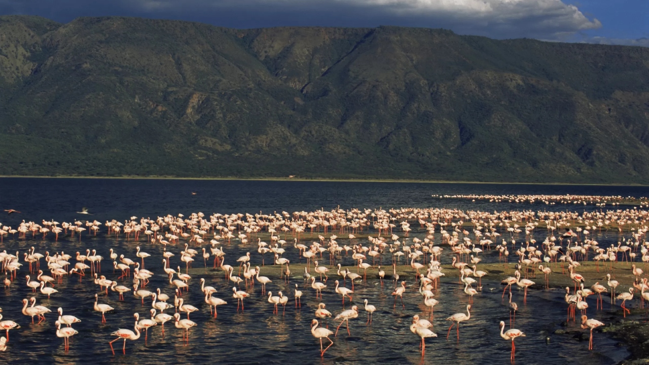 Na Tanzânia, lago bizarro transforma animais que o tocam em “pedra” instantaneamente