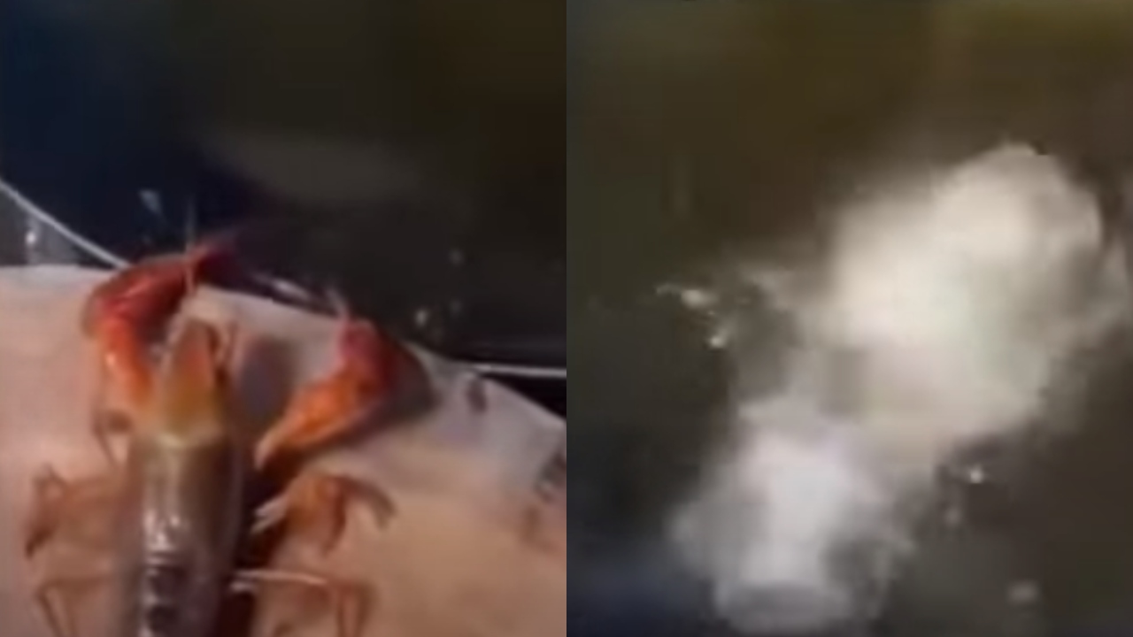 Lagosta que mergulhou no óleo vira meme