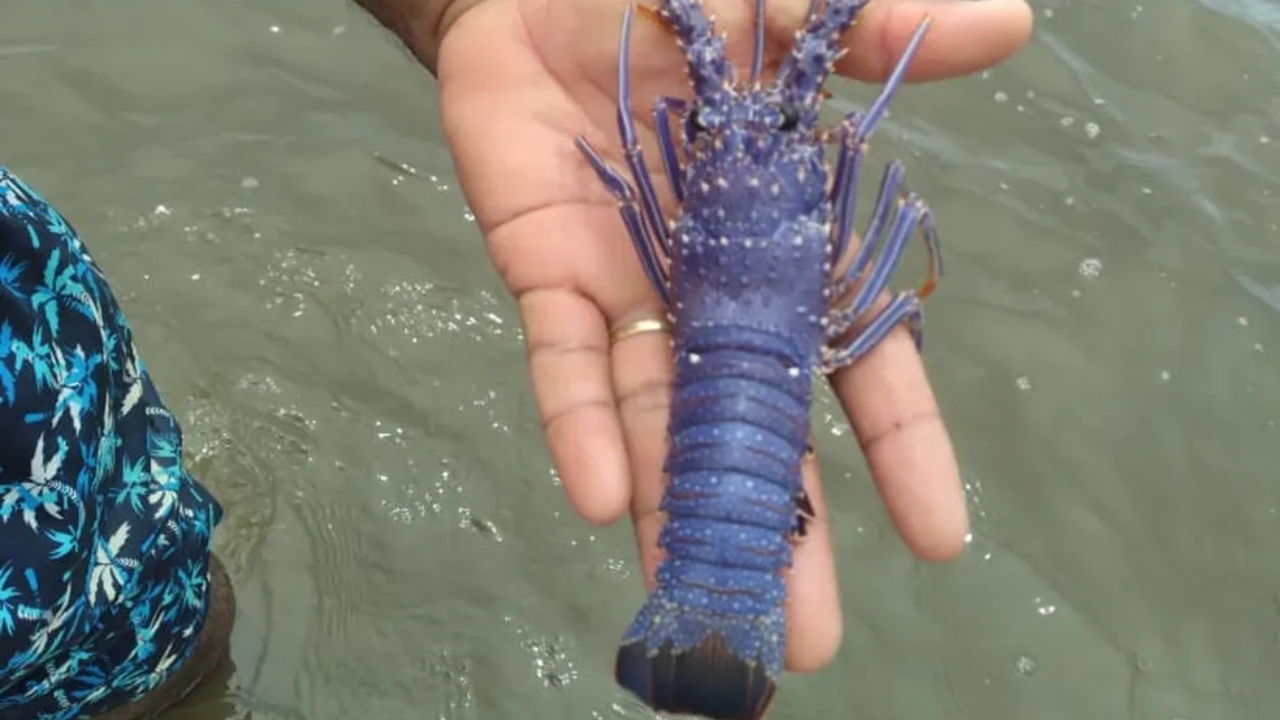 Lagosta azul rara é encontrada por pescador em Alagoas