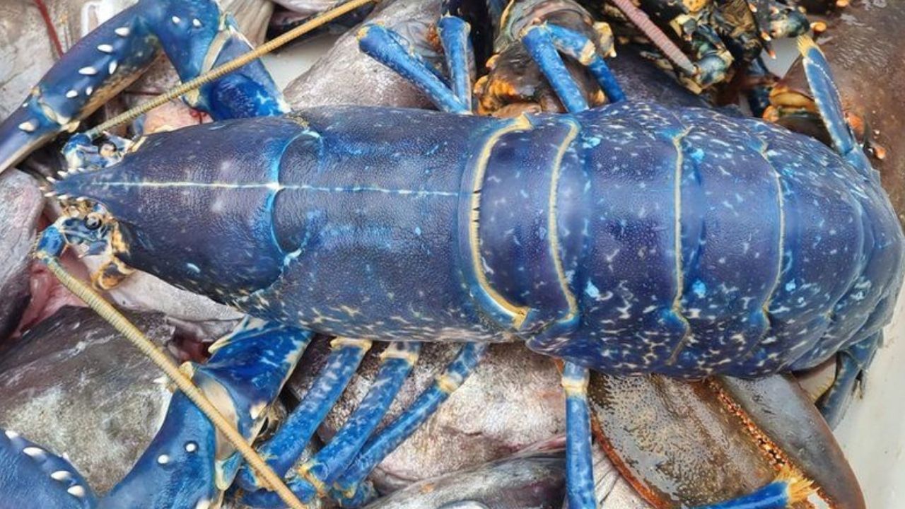 Na Escócia, pescador encontra por acaso uma raríssima lagosta azul