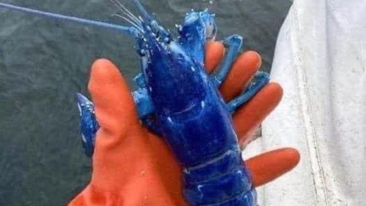 Raríssima lagosta azul é pescada nos Estados Unidos: ‘Uma em dois milhões’