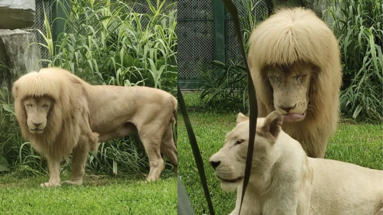 Cabelo tigela? Juba de leão surpreende visitantes em zoológico da China