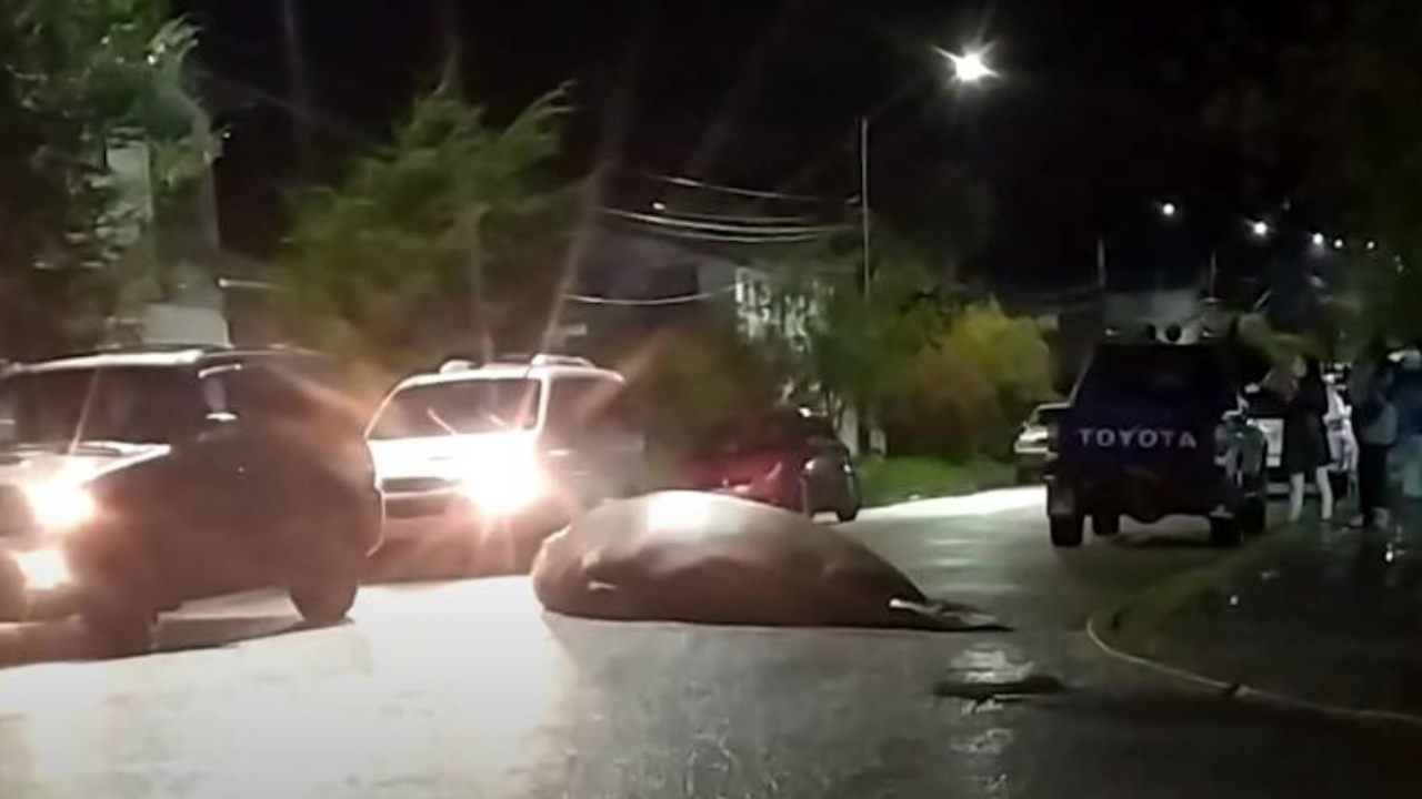 Enorme elefante-marinho se perde nas ruas de cidade no Chile