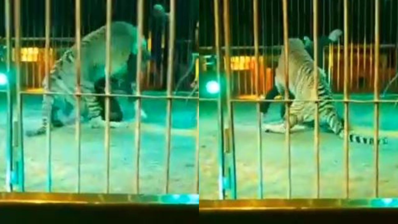 Domesticador Orfei é atacado por tigre durante apresentação na Itália