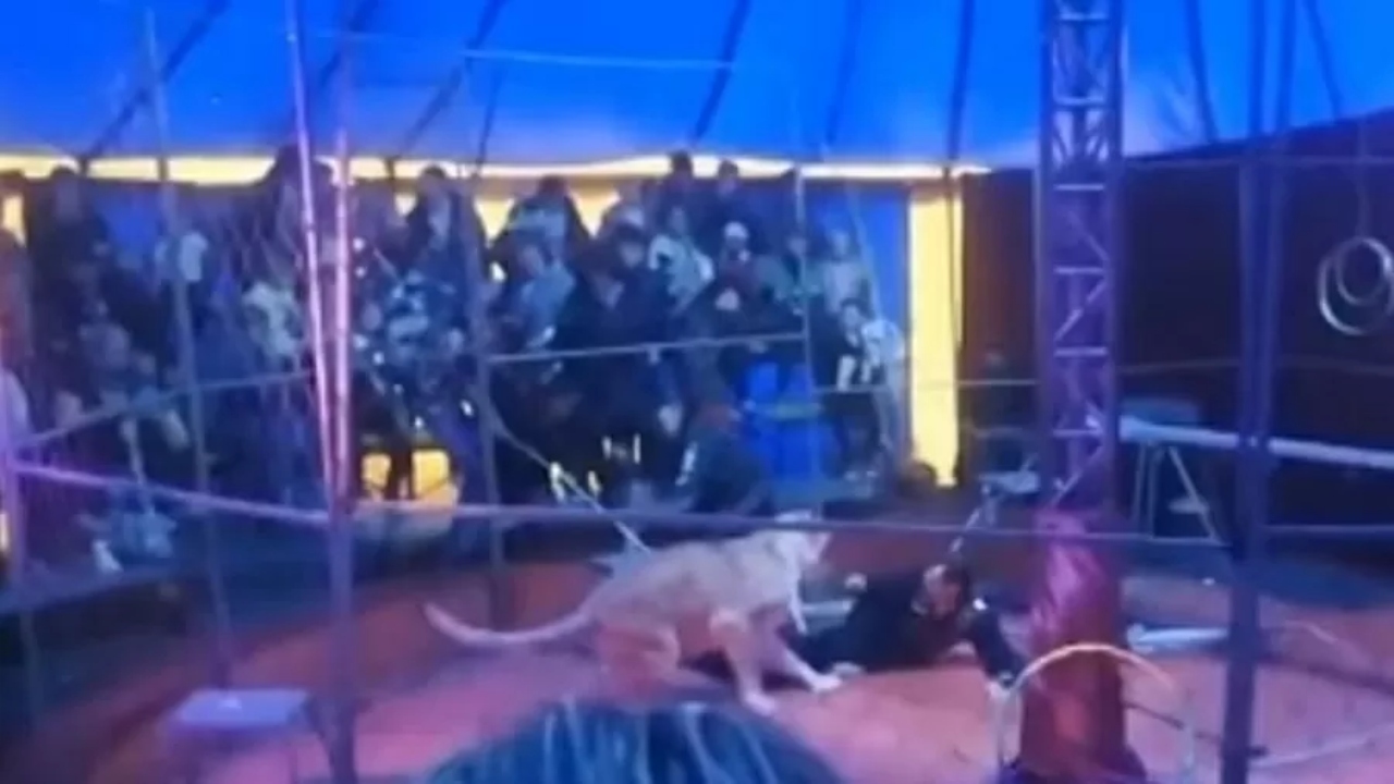 Na Rússia, leoa ataca domador durante apresentação de circo