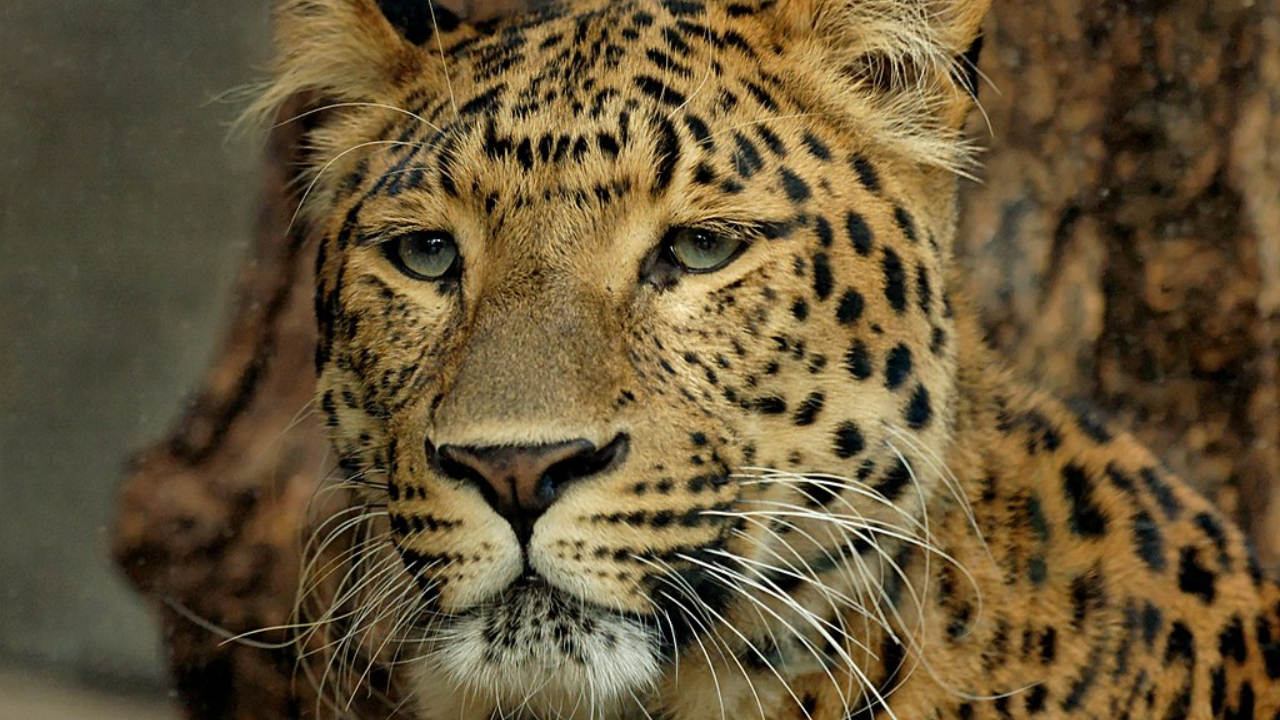 China: população de leopardos cresceu em 25%, segundo novo estudo