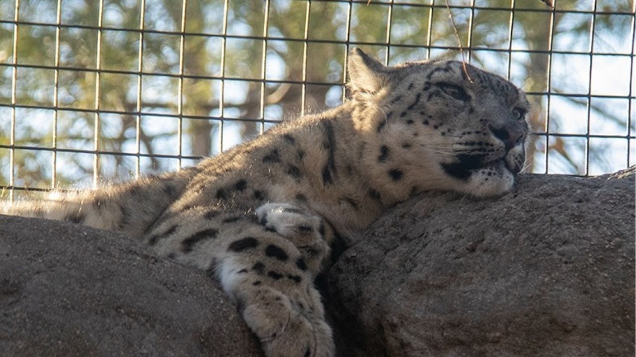 Três leopardos-das-neves morrem em decorrência de covid-19 em zoológico dos EUA
