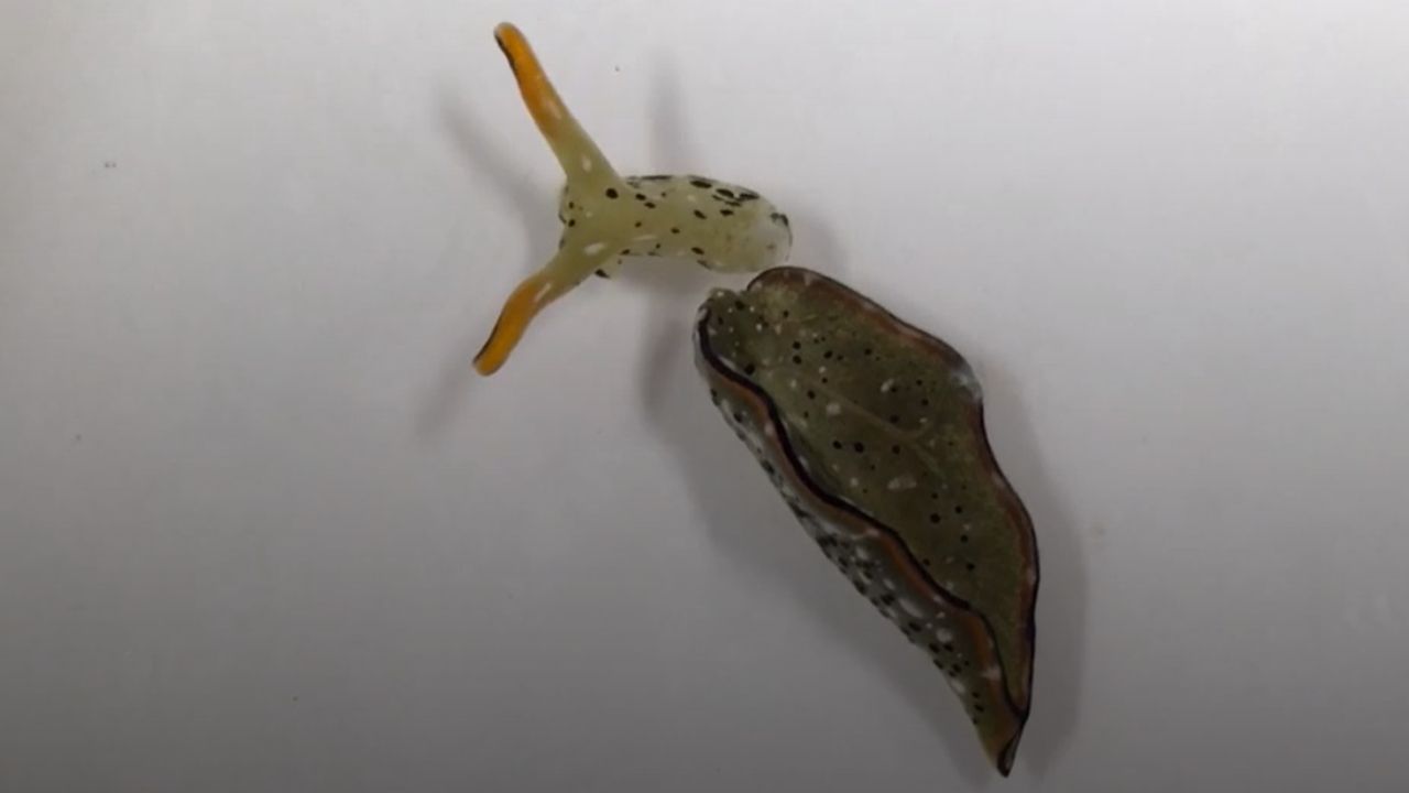 Cientistas descobrem que lesma marinha consegue se regenerar após perder cabeça