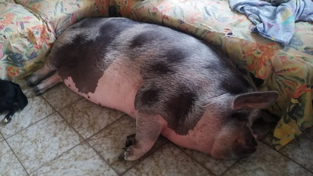 “Querem comer ela”, diz tutora de ‘mini porco’ de 250 quilos
