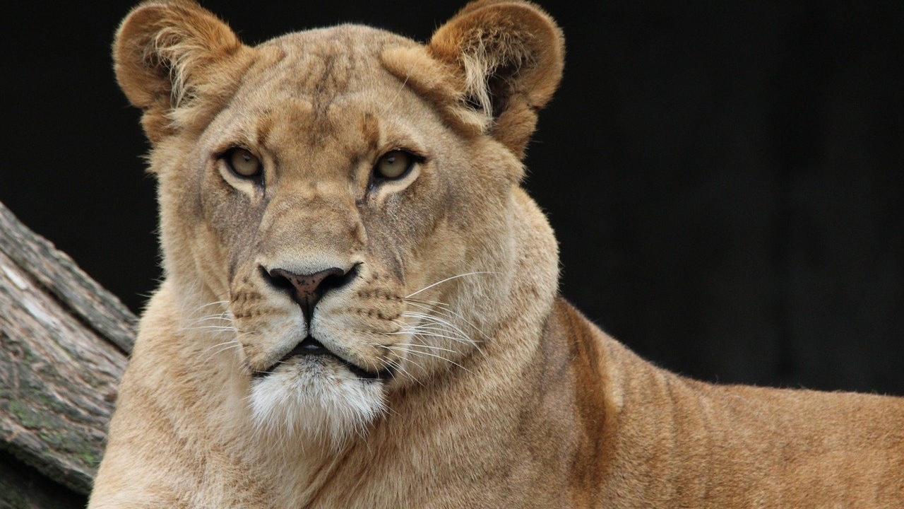 Leoa morre vítima da Covid-19 em zoológico indiano