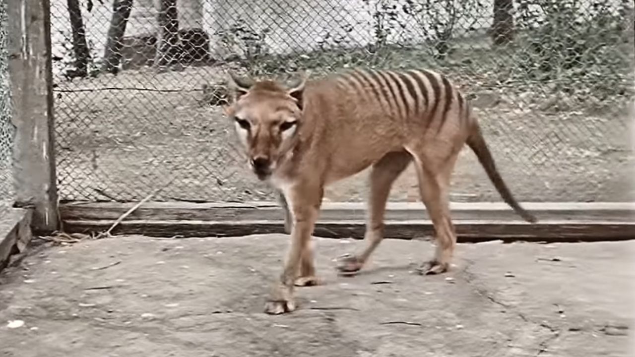 Especialistas restauram único registro em vídeo de lobo-da-tasmânia