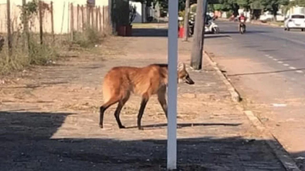 Símbolo do Brasil: Lobo-guará é filmado circulando as ruas de Sinop, MT