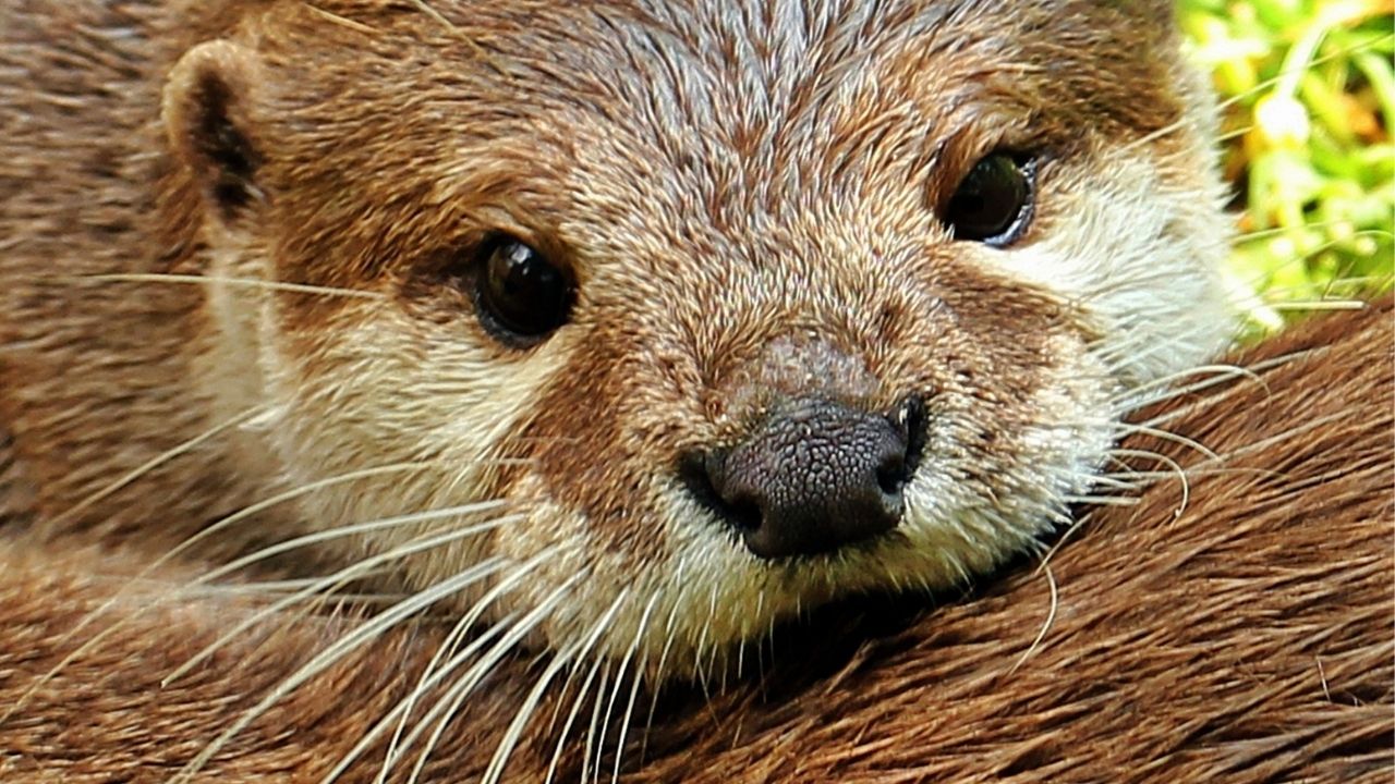 Lontras de zoológico da Geórgia, Estados Unidos, testam positivo para covid-19