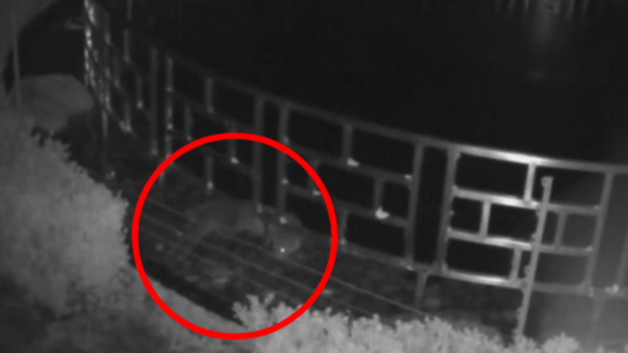 Lontra é flagrada após roubar mais de US$ 125 mil em carpas de hotel na Inglaterra