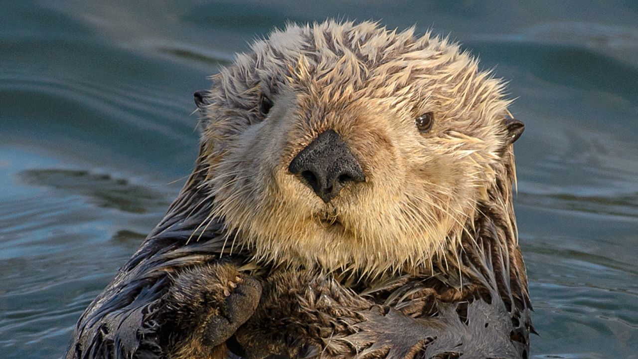 Nativos-americanos caçavam lontras marinhas por sua pele, afirma estudo