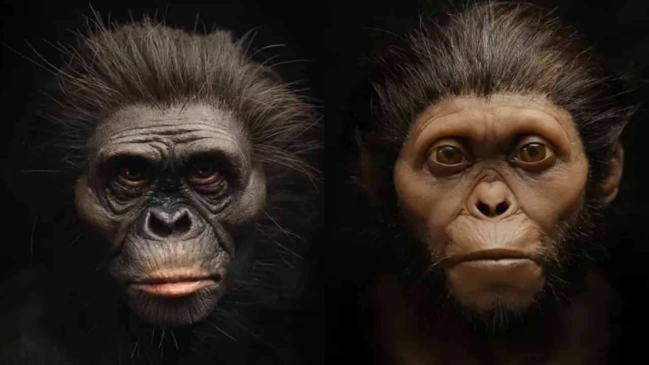 Cientistas criam reconstrução impressionante da primata Lucy