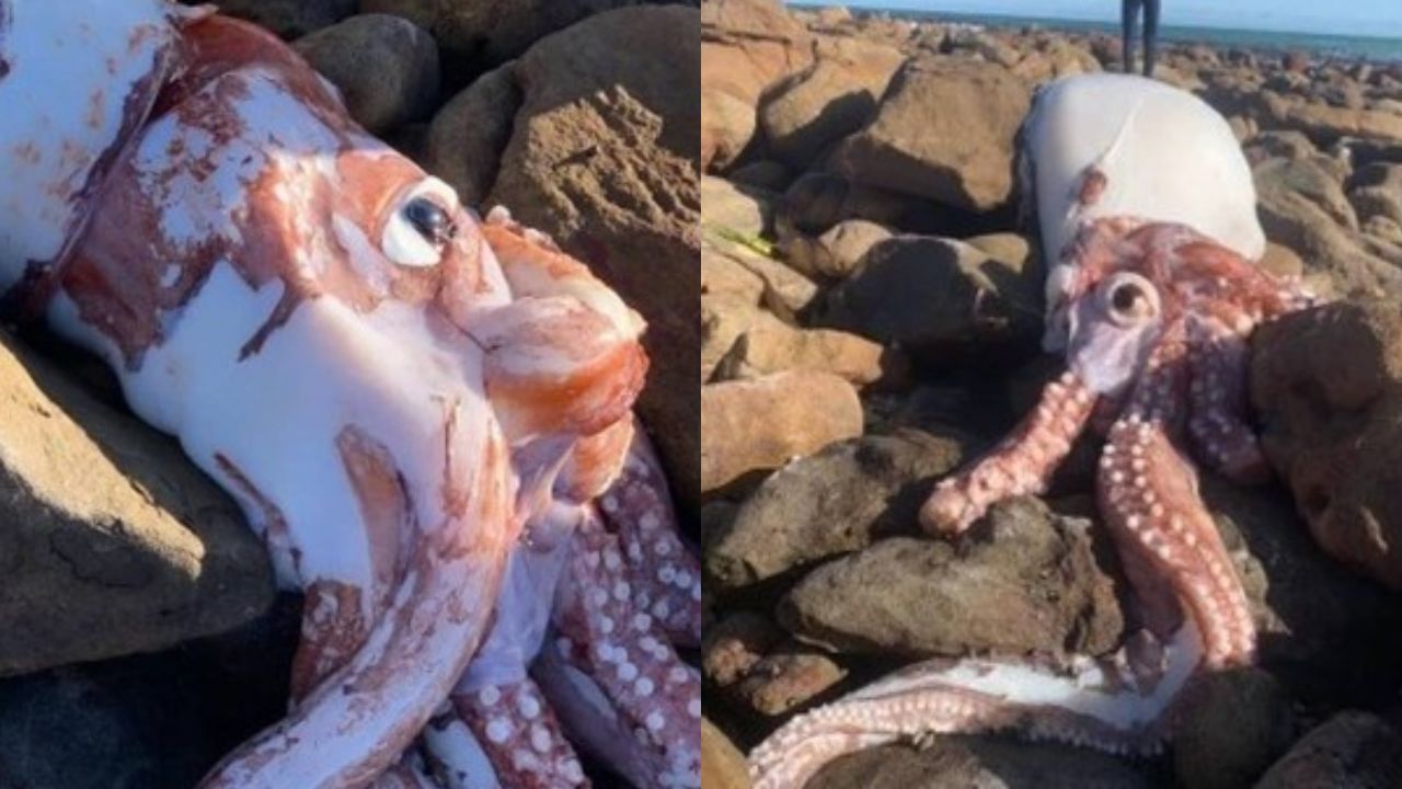 Cadáver de lula gigante com 4 metros intriga banhistas de praia na África do Sul