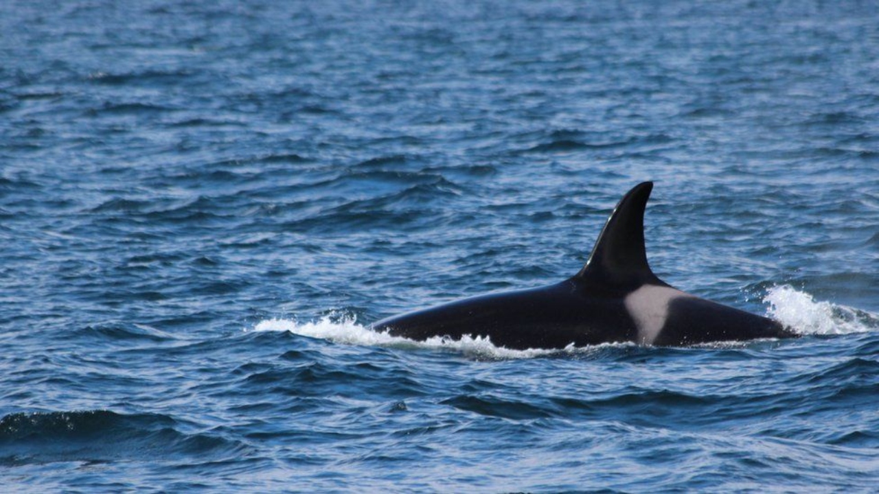 A alarmante história da orca Lulu, um dos indivíduos mais contaminados já encontrados