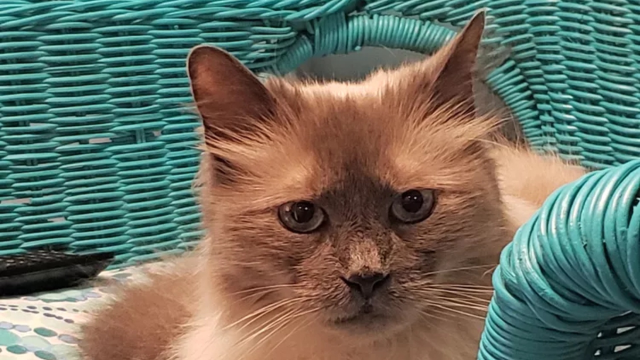 Gata levada para ser sacrificada por não saber usar caixa de areia é adotada nos EUA