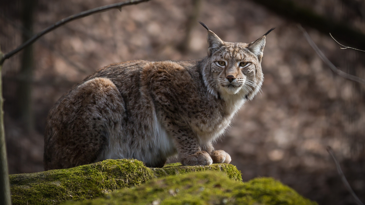Lince europeu sofre ameaça de extinção entre França e Suíça; entenda!