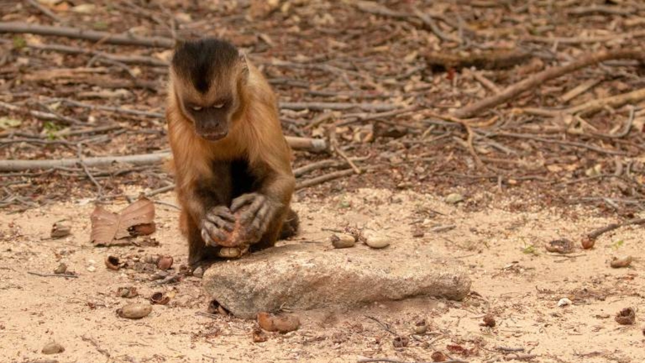 Ferramentas de pedra podem ter sido feitas por macacos-prego há 50 mil anos
