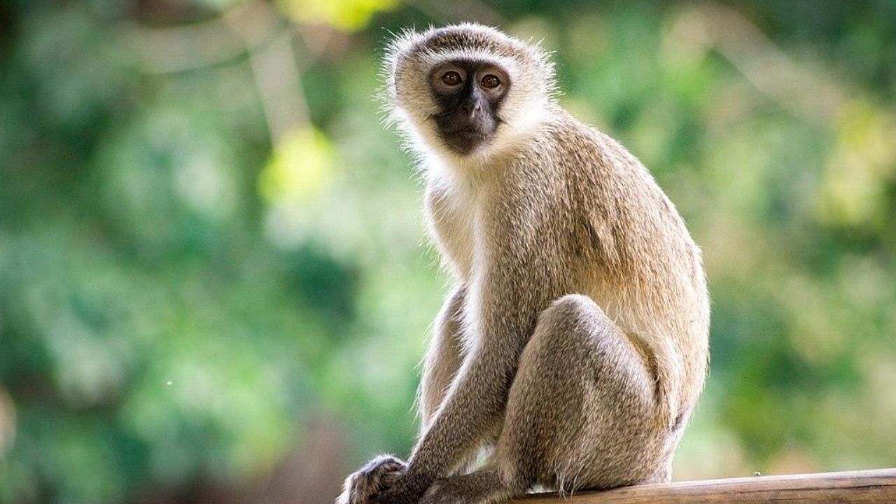 Presença de macacos em queimadas revela fato curioso sobre os hominídeos