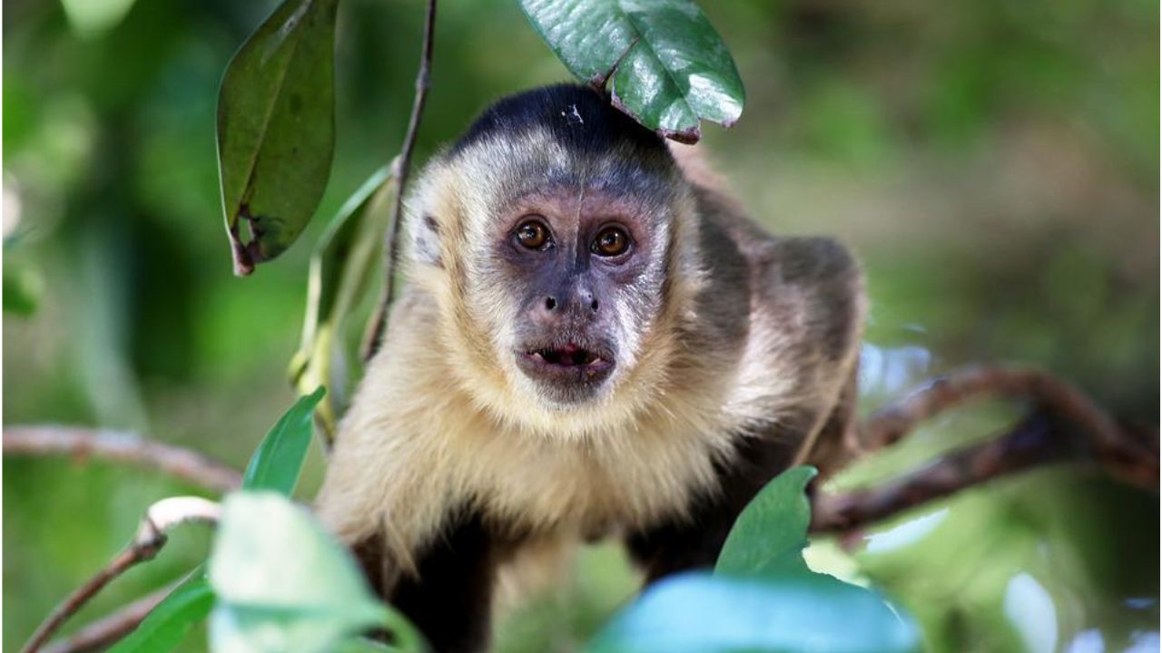 Caça a macaco selvagem que atacou mais de dez pessoas continua no Japão