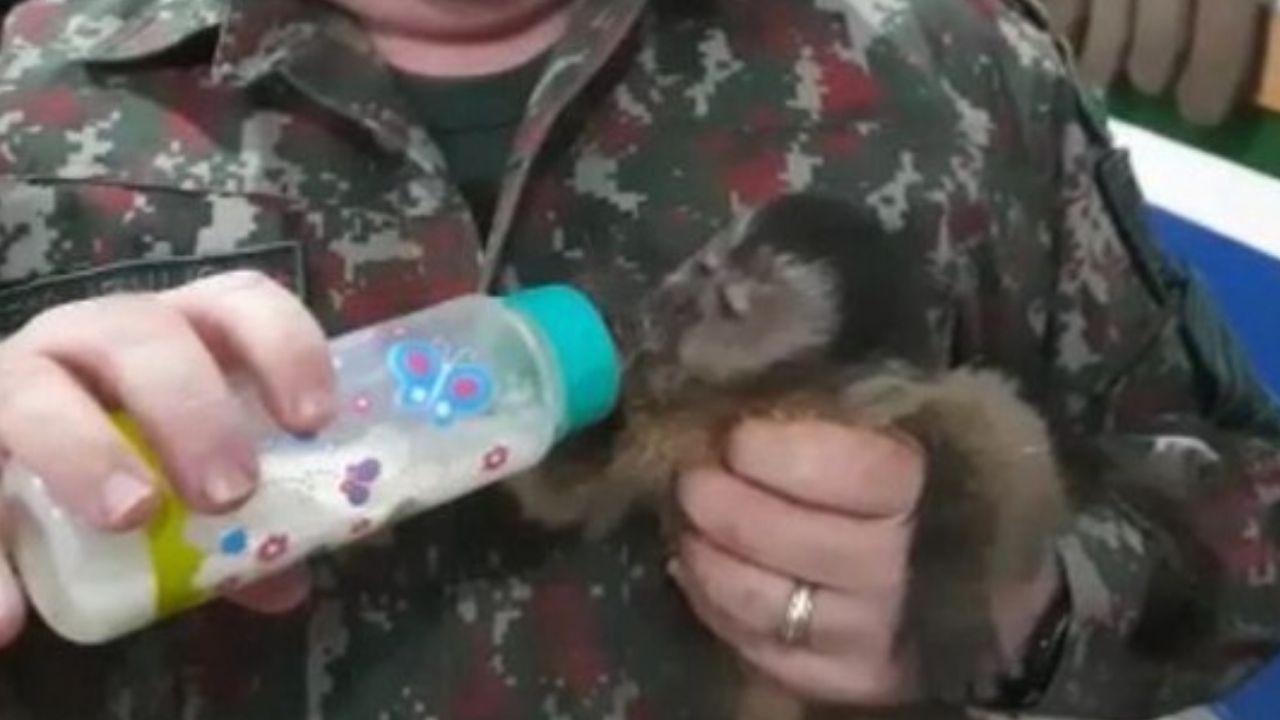 Filhote de macaco-prego recebe cuidados após ser resgatado de atropelamento