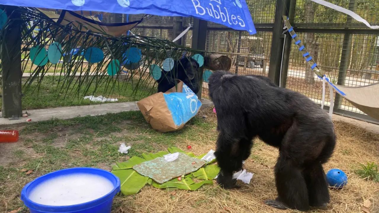 Antigo pet de Michael Jackson, macaco Bubbles ganha festa de 40 anos