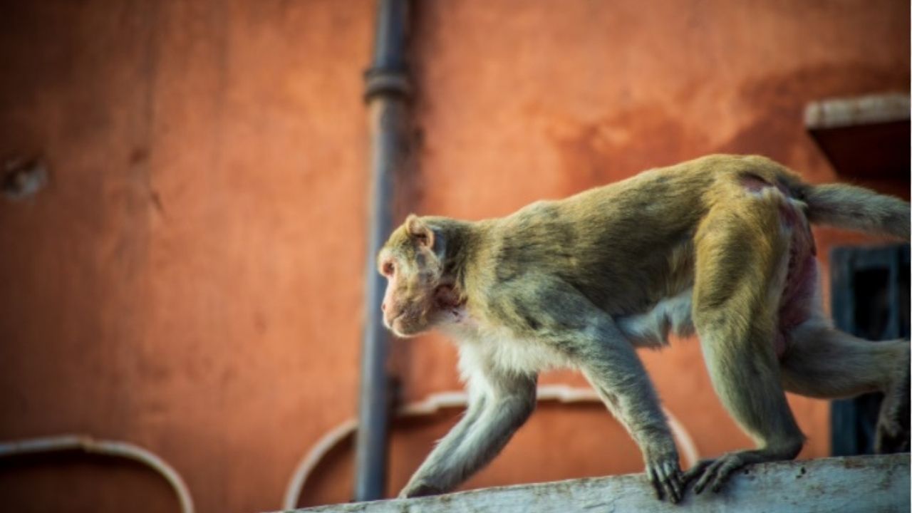 Briga entre 35 macacos na Índia provoca morte de 2 homens