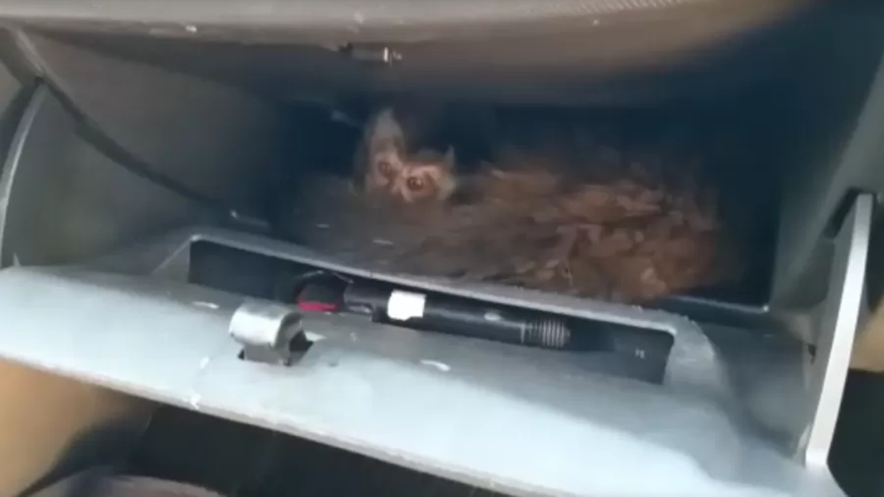 Dois macacos-prego são resgatados de porta-luvas de carro em São Paulo