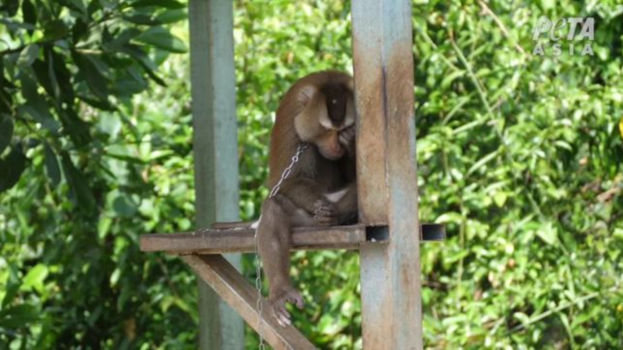 ONG investiga trabalho forçado de macacos na Tailândia