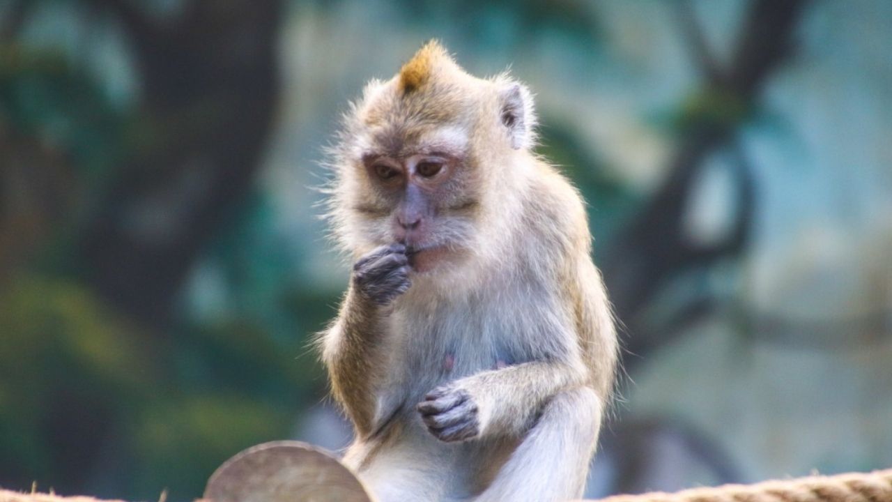 Macacos de laboratório fogem e são abatidos nos EUA