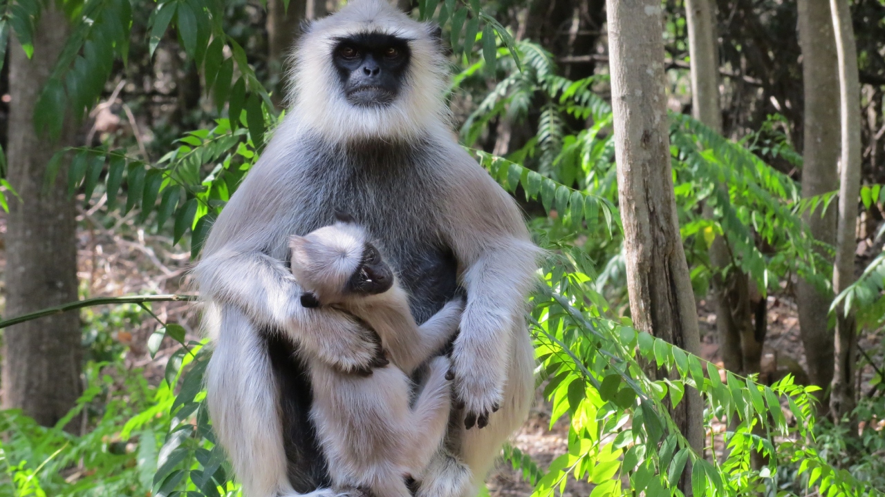 Índia contrata ‘homens macaco’ para afugentar primatas cúpula do G20