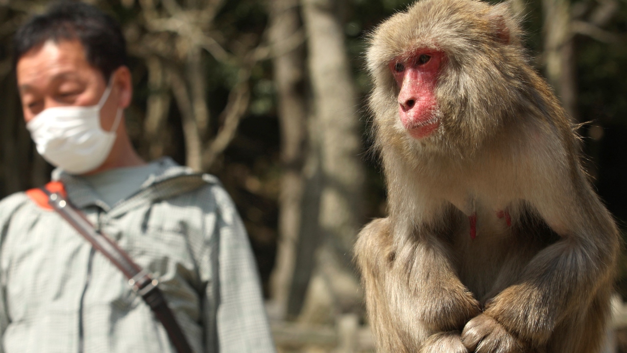 Pesquisadores desenvolvem embrião que é híbrido de humanos e macacos