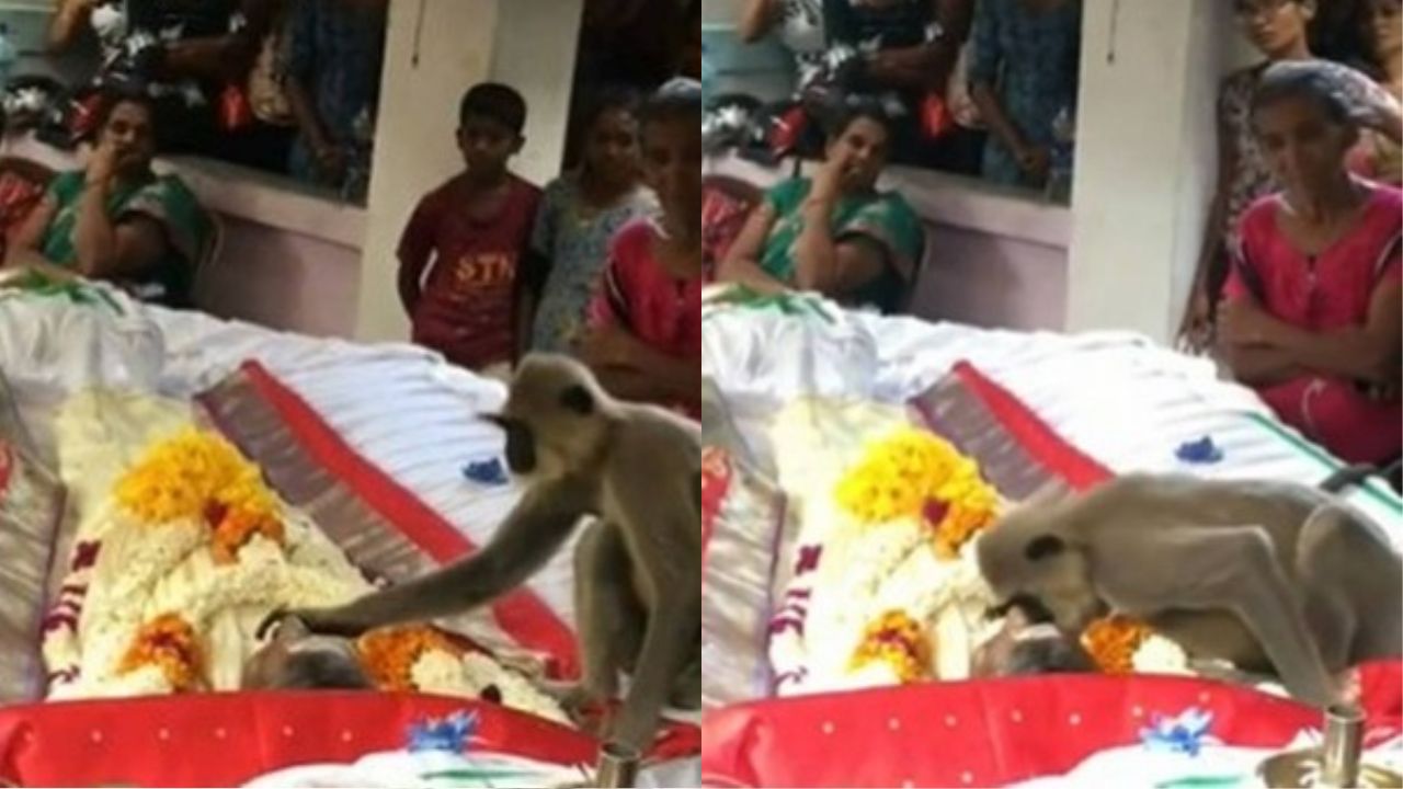 Macaco vai a velório de amigo humano e tenta reanimá-lo com beijos na testa