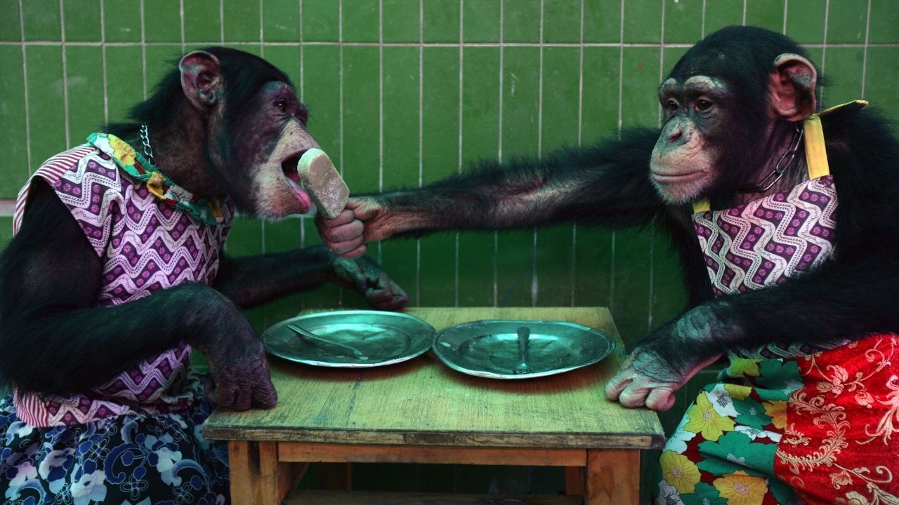 Pesquisa revela que, assim como humanos, macacos se cumprimentam e se despedem