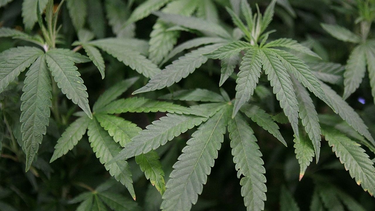 Antigo diplomata dos Estados Unidos tenta entrar com maconha na Rússia e é preso