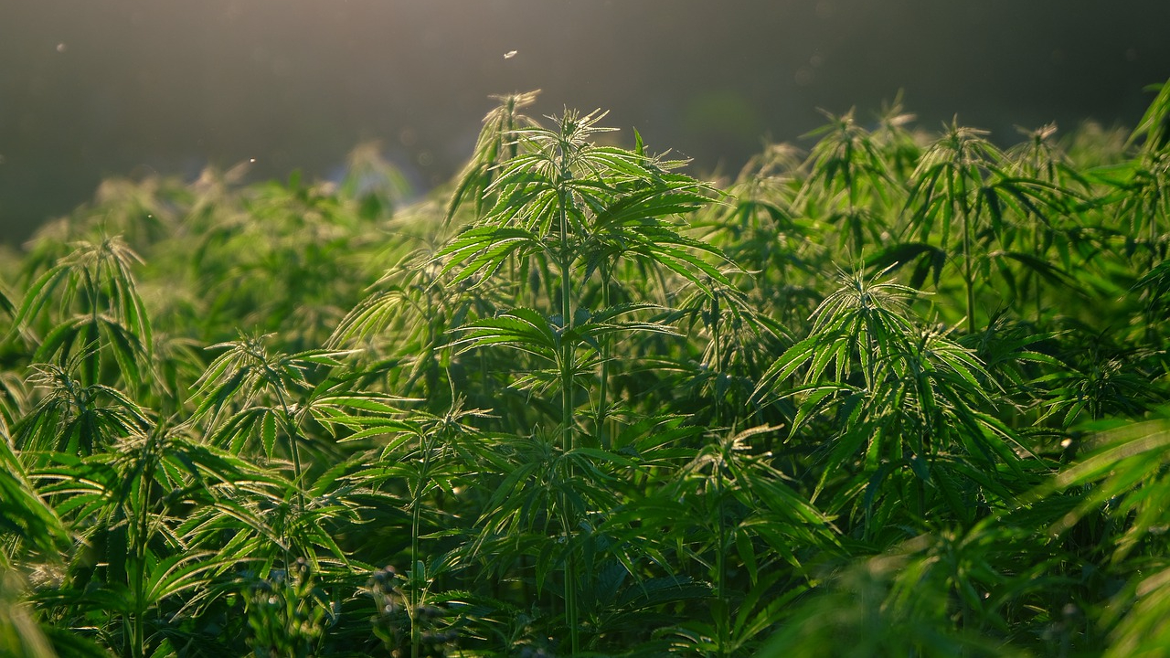 Substâncias presentes na maconha podem ser uma alternativa para tratar o vício em drogas