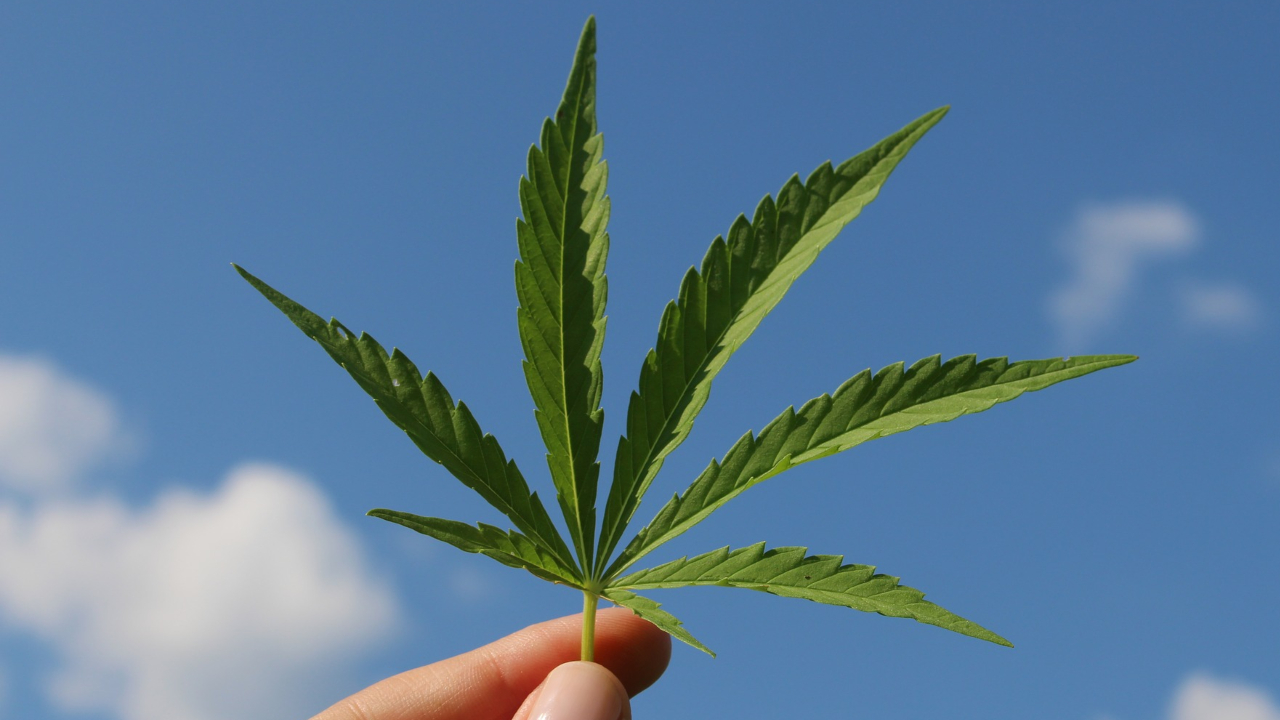 Justiça de São Paulo autoriza cultivo de cannabis para fins medicinais
