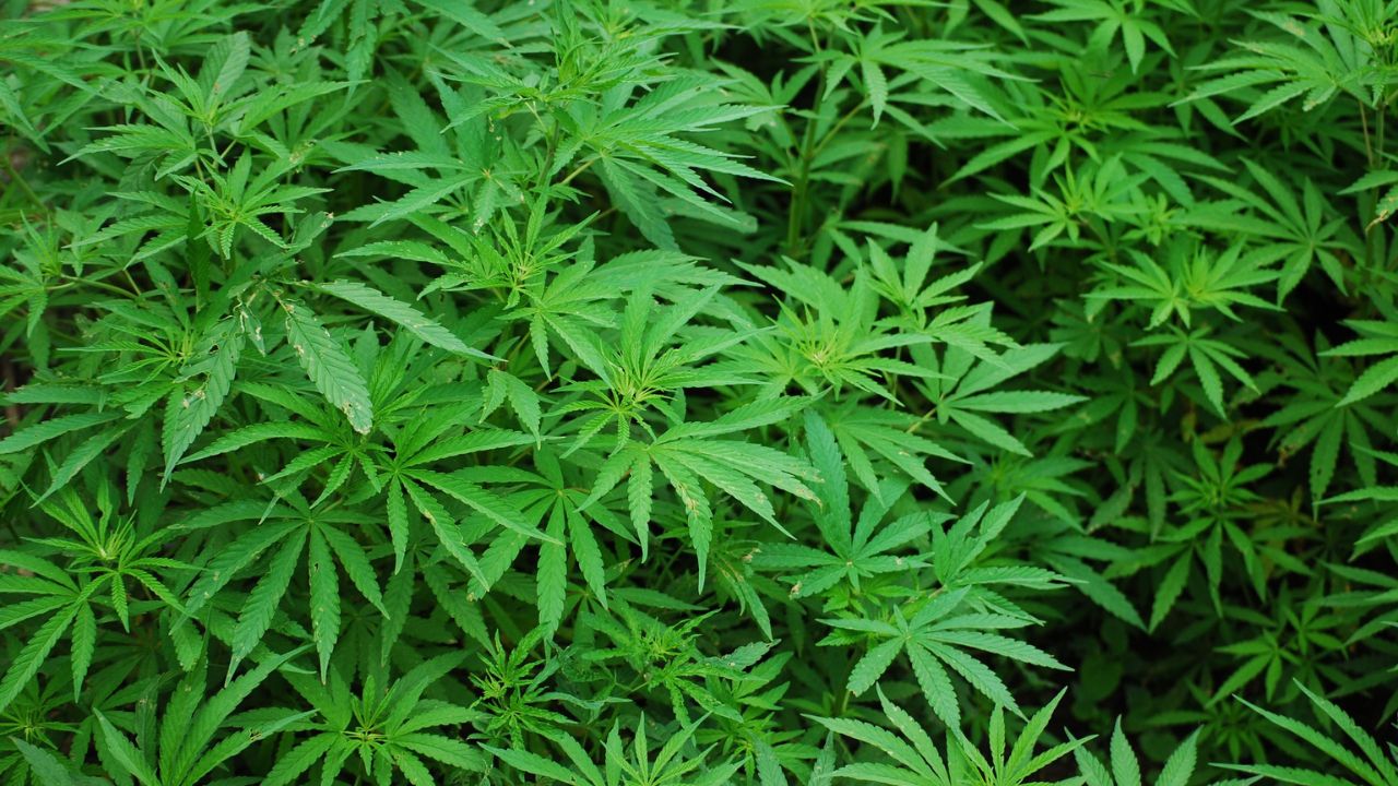 Tailândia descriminaliza cannabis medicinal e legaliza plantio