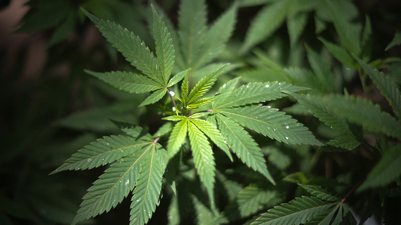 Referendo sobre maconha é considerado inadmissível pela Itália