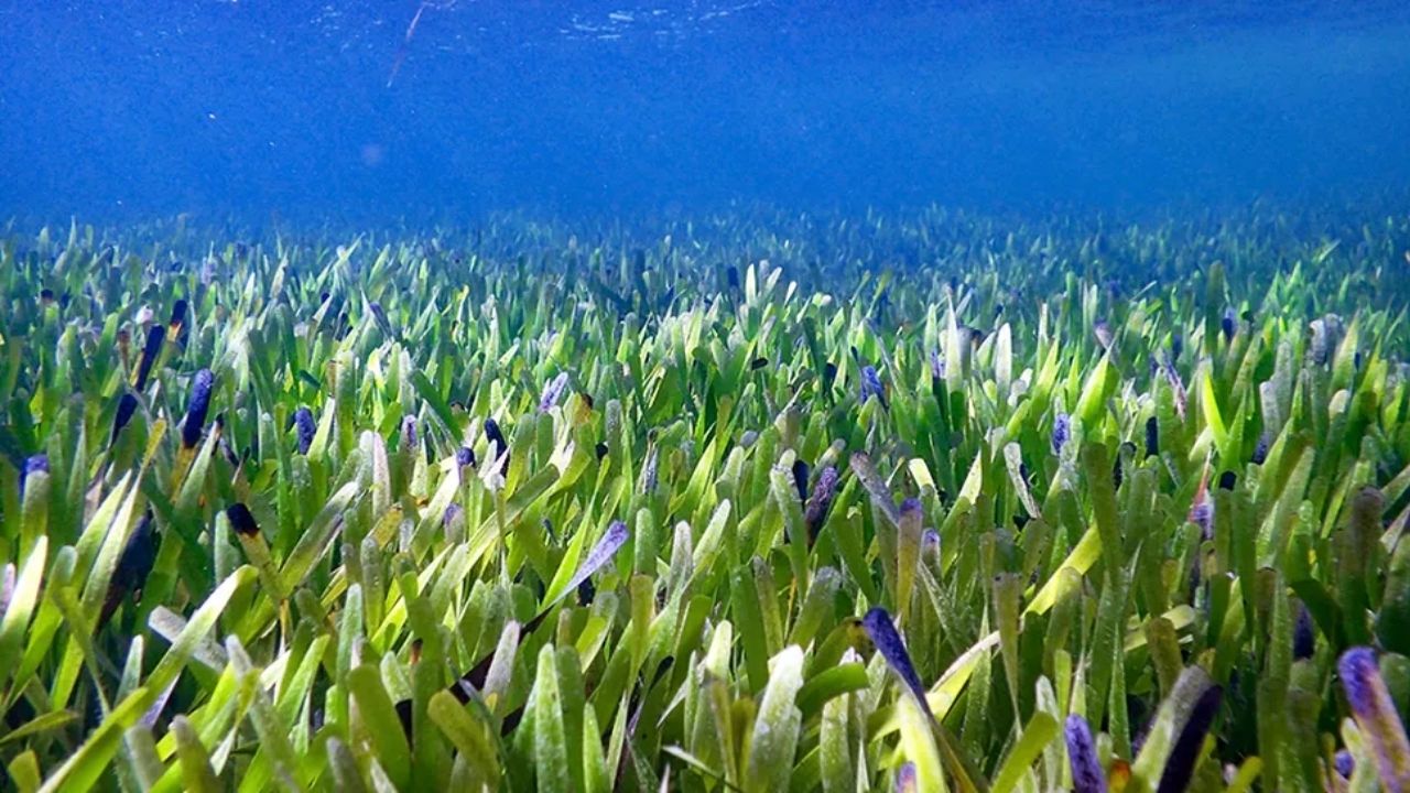 Qual o tamanho e idade da maior planta do mundo?