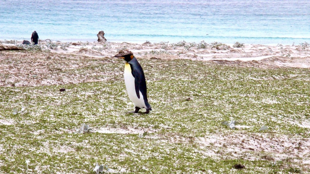 Por um século, Argentina e Inglaterra disputaram nos tribunais as Ilhas Malvinas