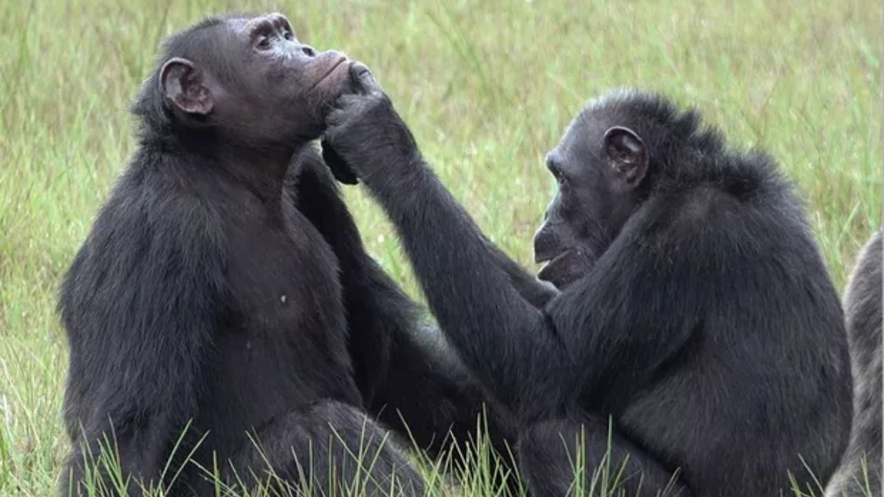 Pela primeira vez, chimpanzés são flagrados tratando feridas de colegas