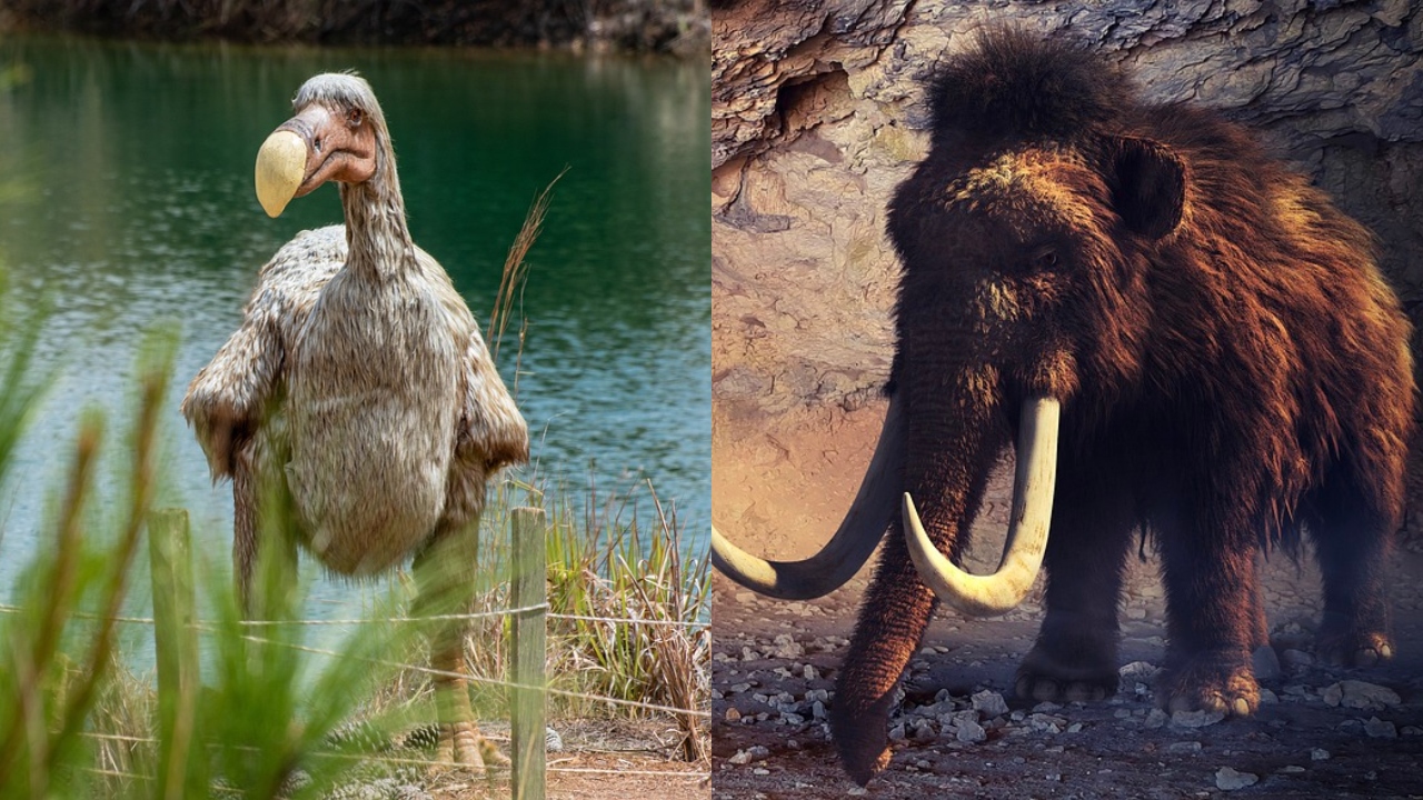 Cientistas afirmam que chances de trazer dodô e mamute de volta à vida são baixas