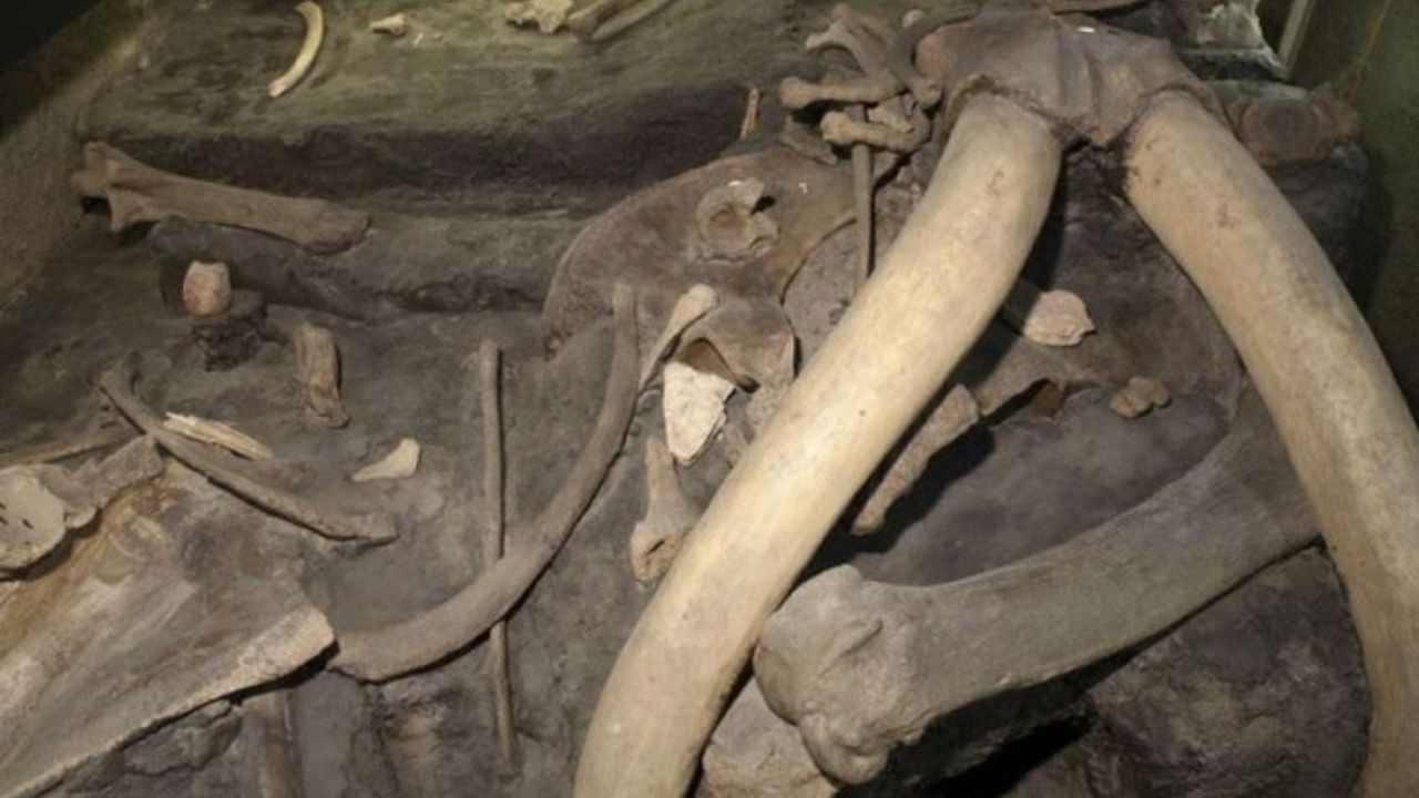Pesquisadores descobrem acampamento para caça de mamutes de 9 mil anos