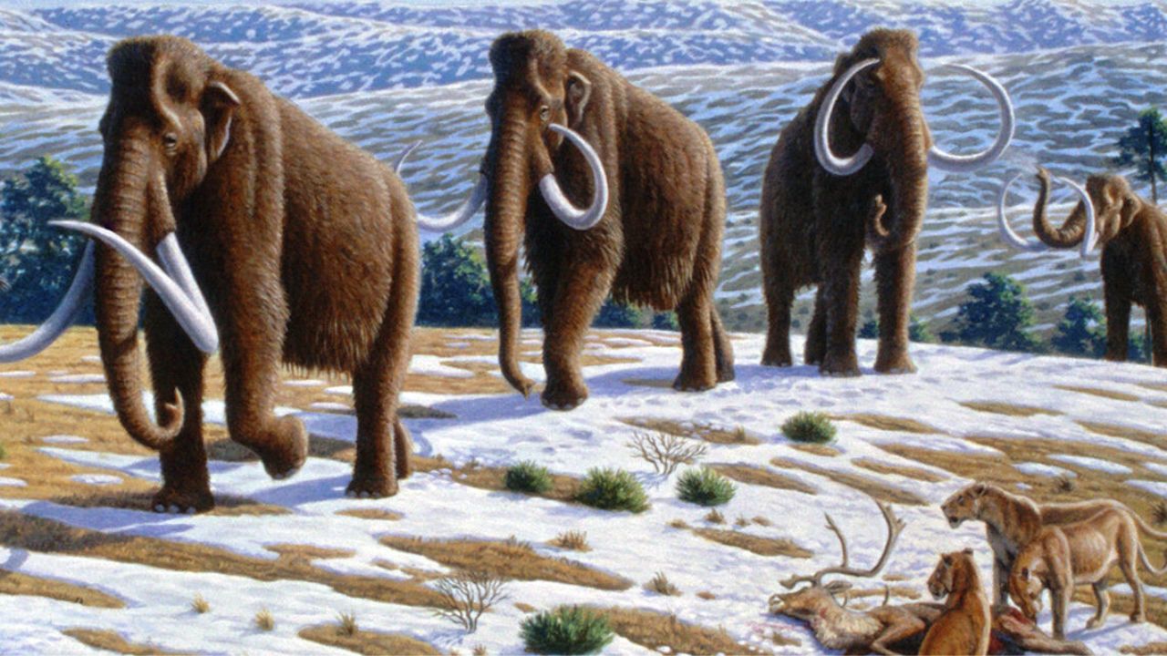 Mega-herbívoros foram extintos pelos humanos do passado, especula estudo