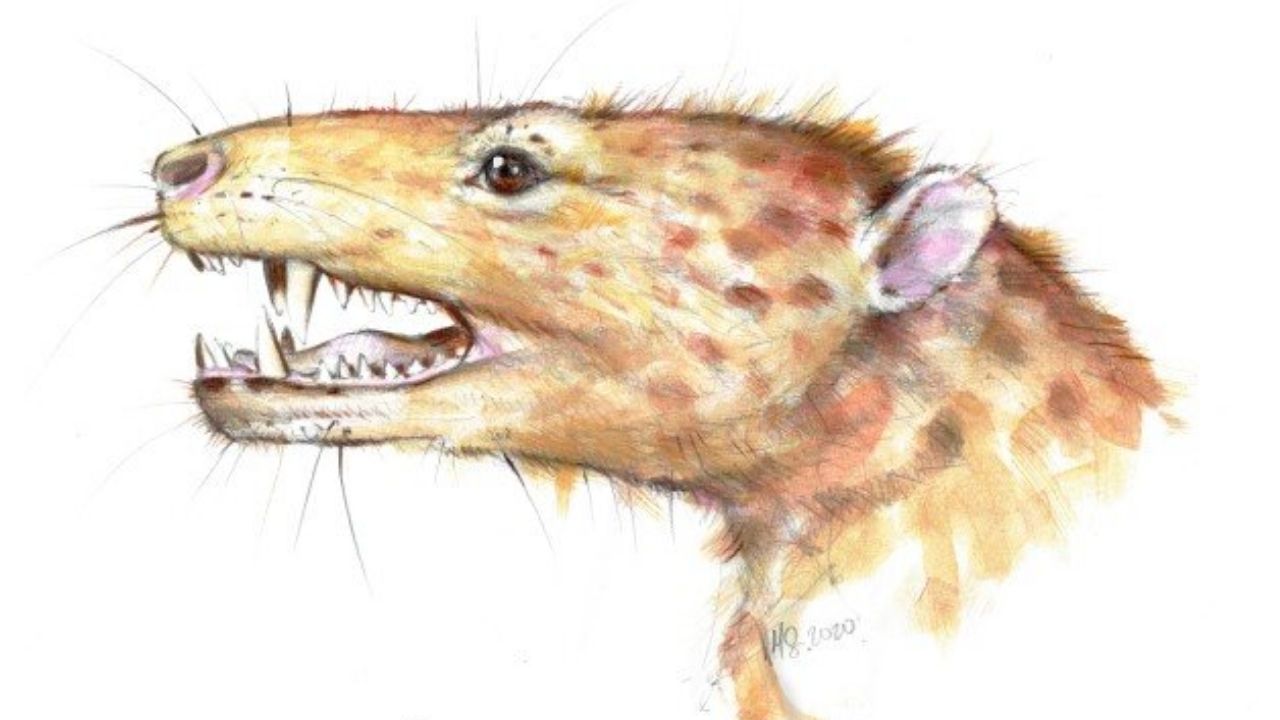 Pesquisadores identificam ancestral mamífero mais antigo com mandíbula complexa