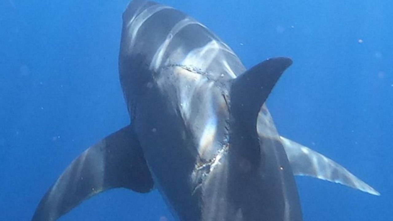 Mais lidas: Fotografia de tubarão com marca de mordida volta a chamar atenção